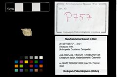 Foto (Objekt + Etikett) von Decapoda indet.  (NHMW-GEO-2014-0194-0757)